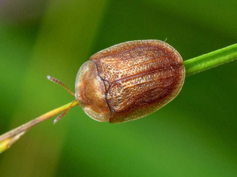 Hypocassida subferruginea (Schrank, 1776)